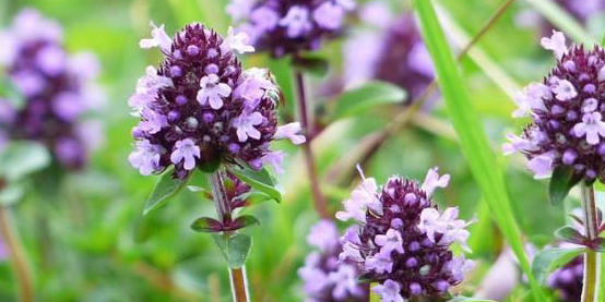 Thymus stärkt die sexuelle Kraft eines Mannes