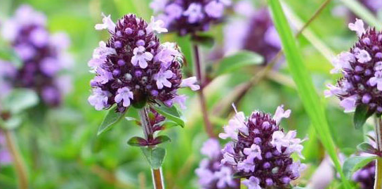 Thymus stärkt die sexuelle Kraft eines Mannes